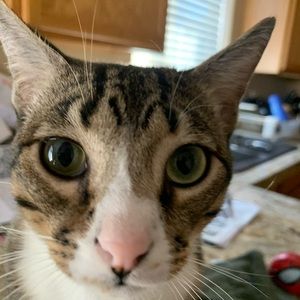 Meet your Posher, Vincent